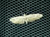 Eupithecia pusillata